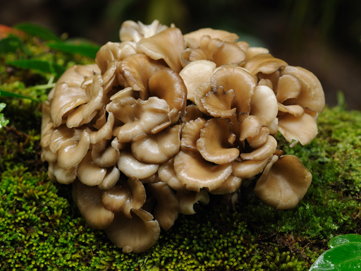 Maitake (1)